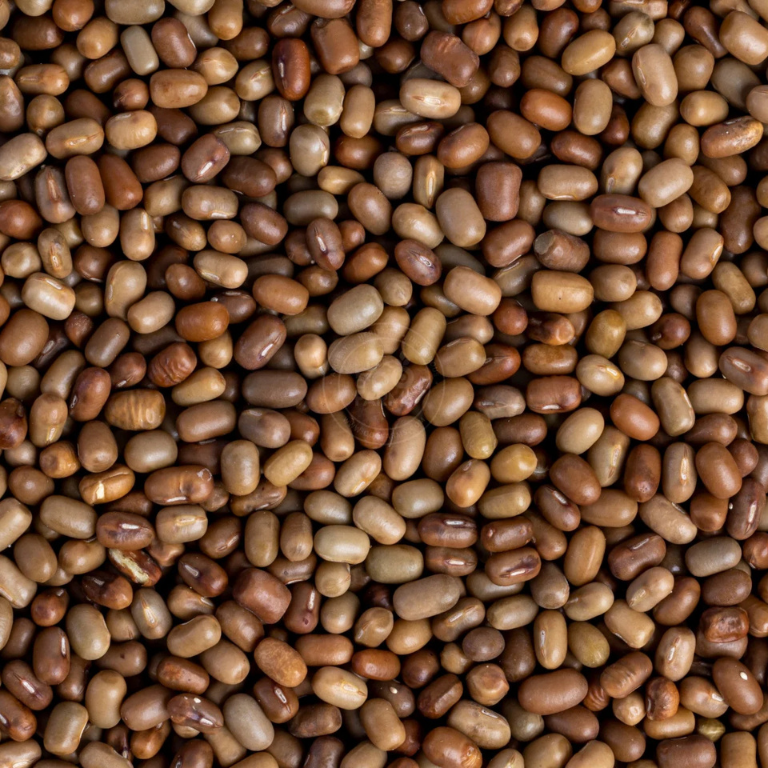 Moth Beans - Image 2